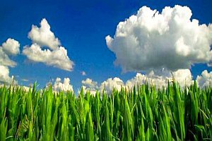Albo GMO, albo jedzenie droższe o 30%